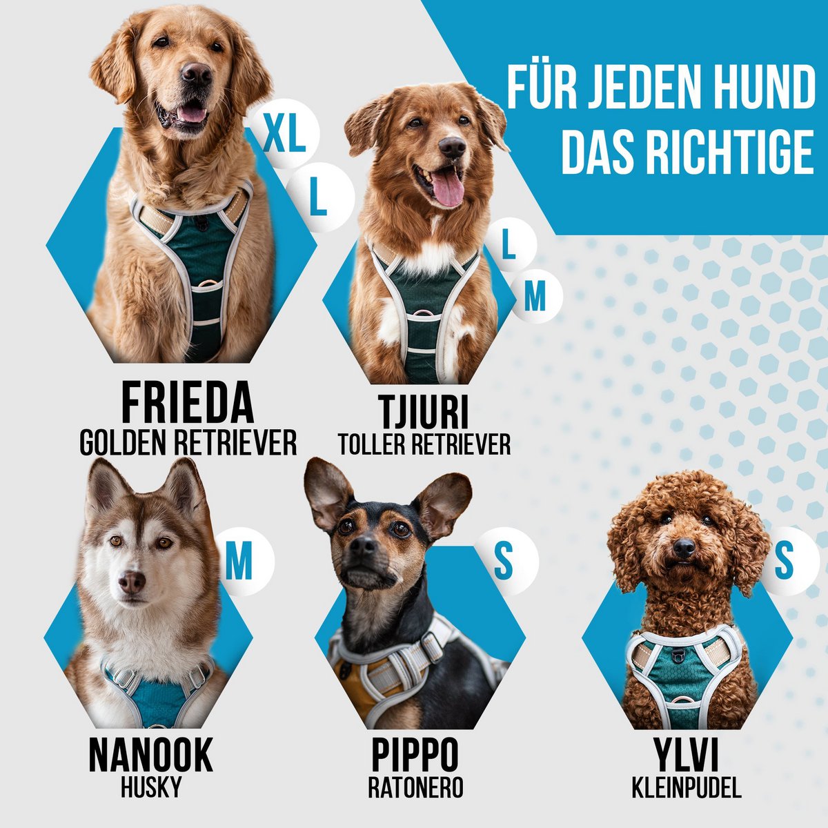 Rocket - Hundegeschirre